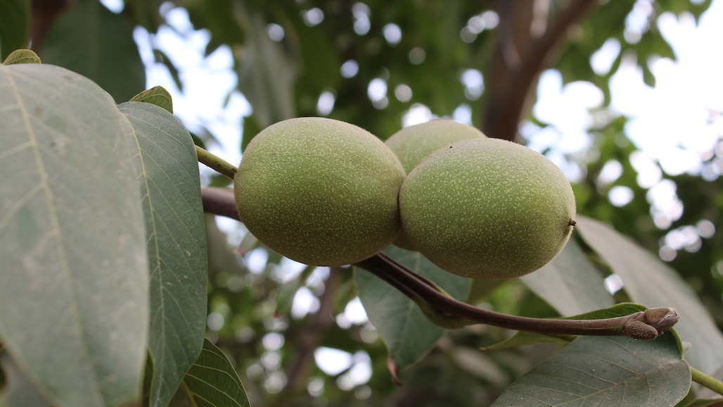 California Walnut Crop Forecast Down 15%