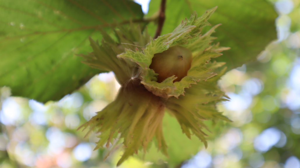 Subjective Yield Survey Results Project an Oregon Hazelnut Crop of 62,000 Tons