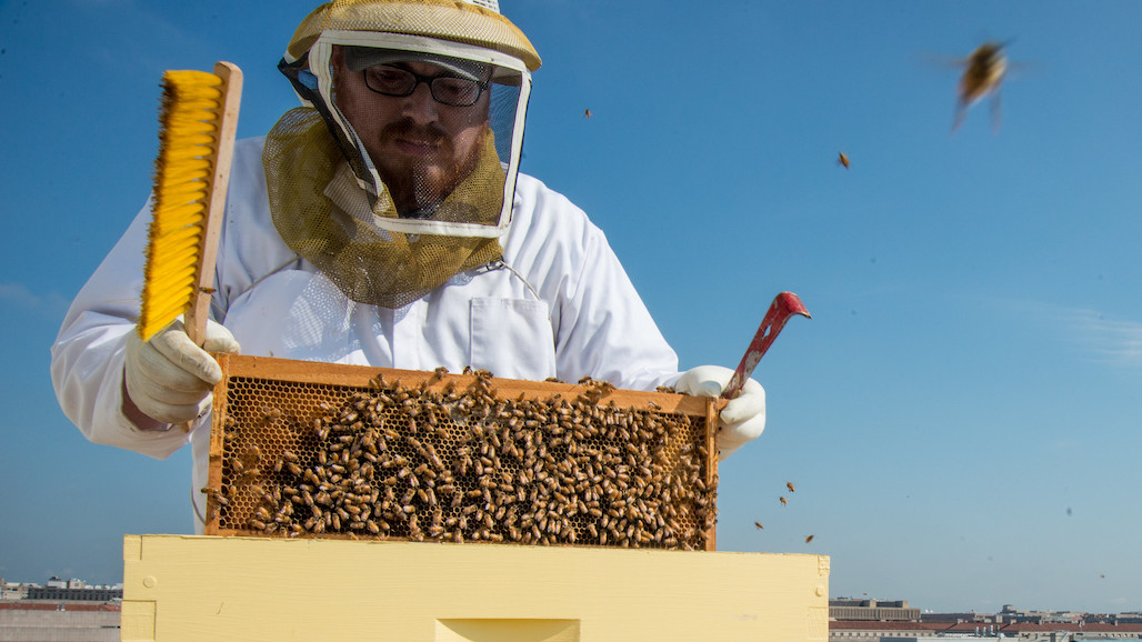 Breeding Honey Bees for Adaptation to Regionalized Plants and Artificial Diets