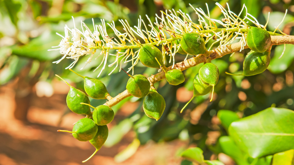 Hawaiʻi Delegation Introduces Legislation To Protect U.S. Macadamia Nut Industry