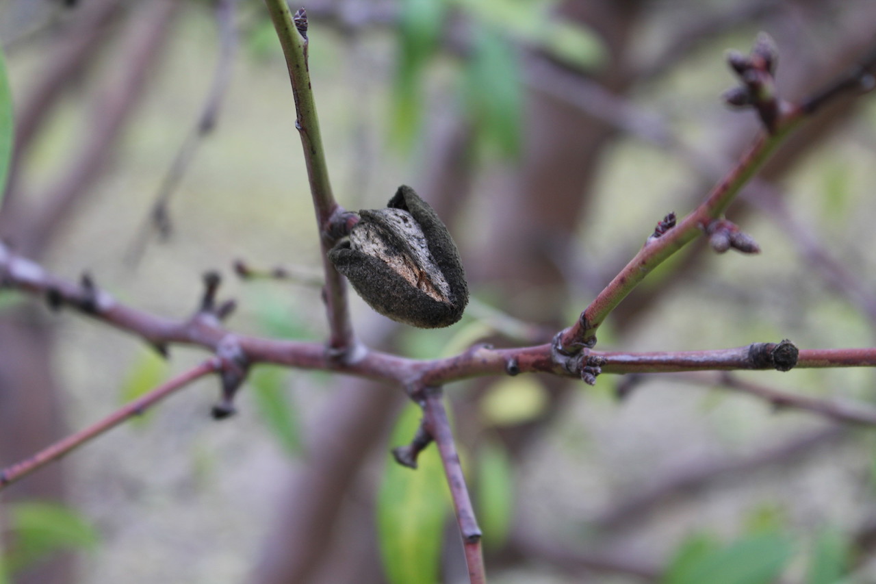 A Word of Caution for Navel Orangeworm Winter Orchard Sanitation