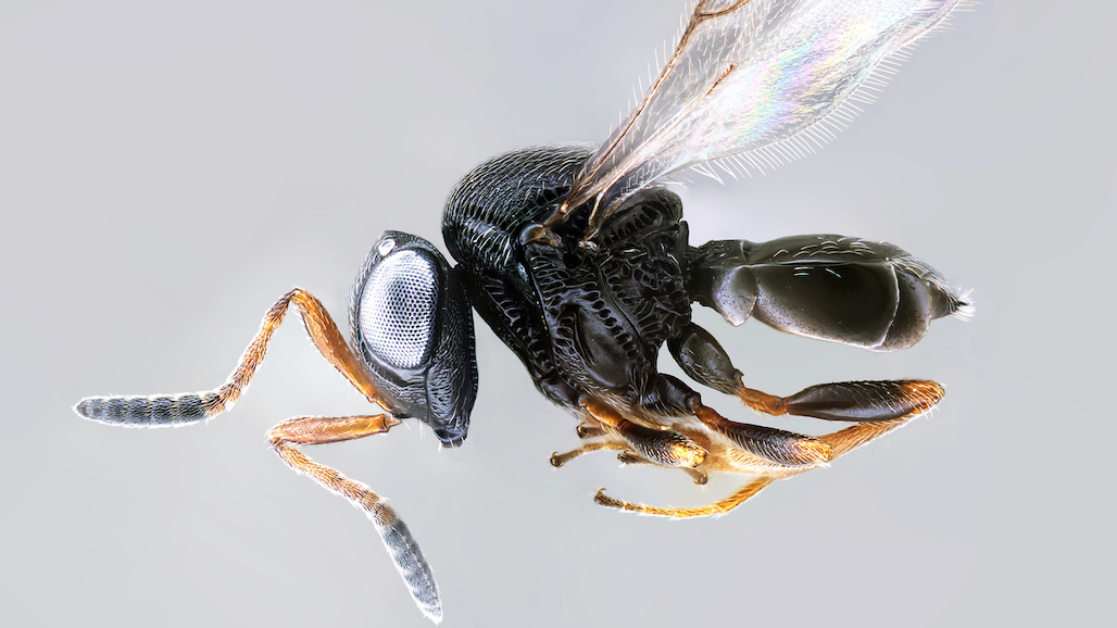 Scientists Bring in Arch Enemy to Deal With Brown Marmorated Stink Bug