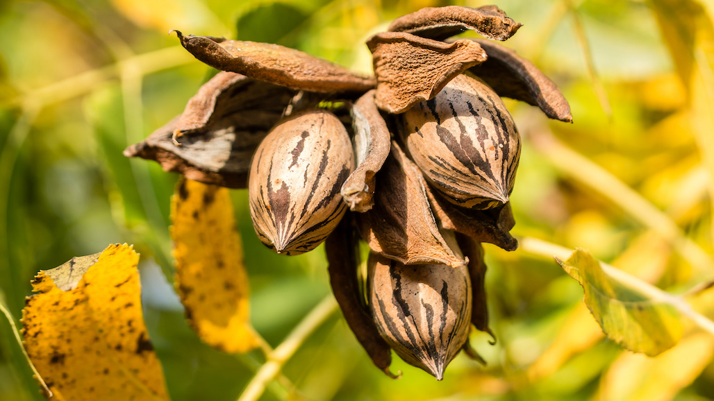 How is Drought Affecting Irrigation Water for Pecans?