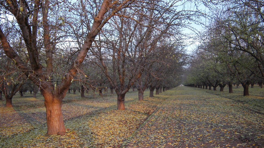 Preparing Your Orchards for 2022 in the Face of Drought