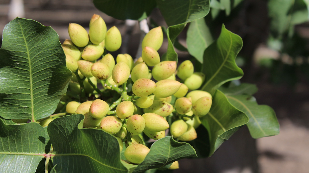 Western Pistachio Industry Delivers Another Record Crop