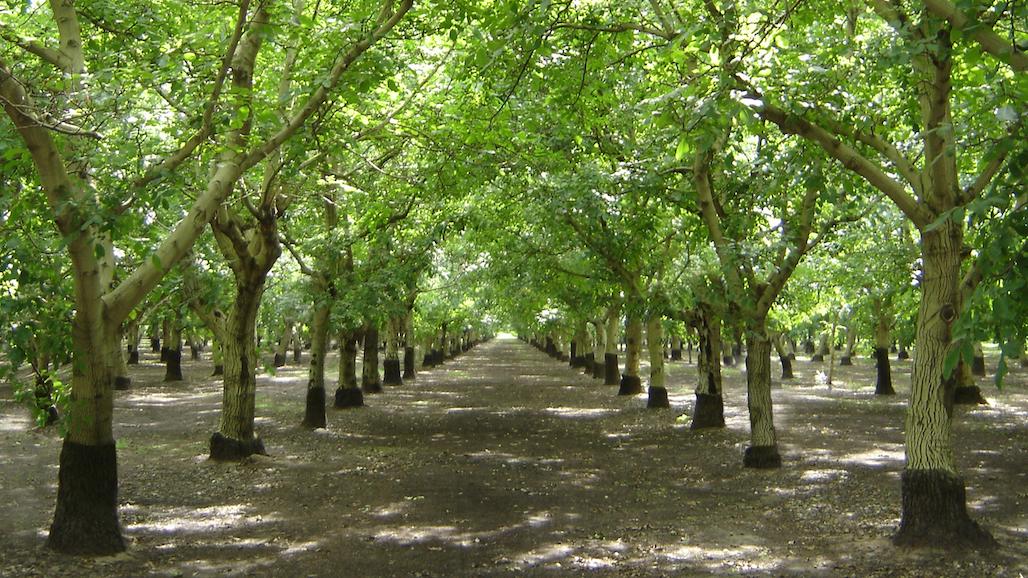 Will Complacency Cost CA Walnut Farmers a Critical Tool?