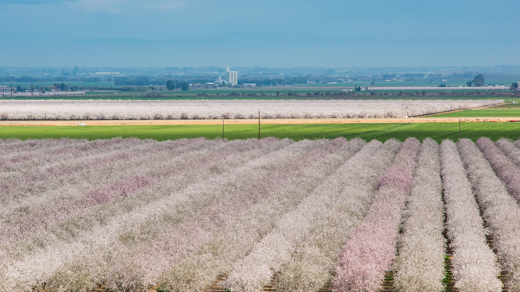 DPR/EPA Approves Section 18 Emergency Registration for Kasugamycin on Almonds
