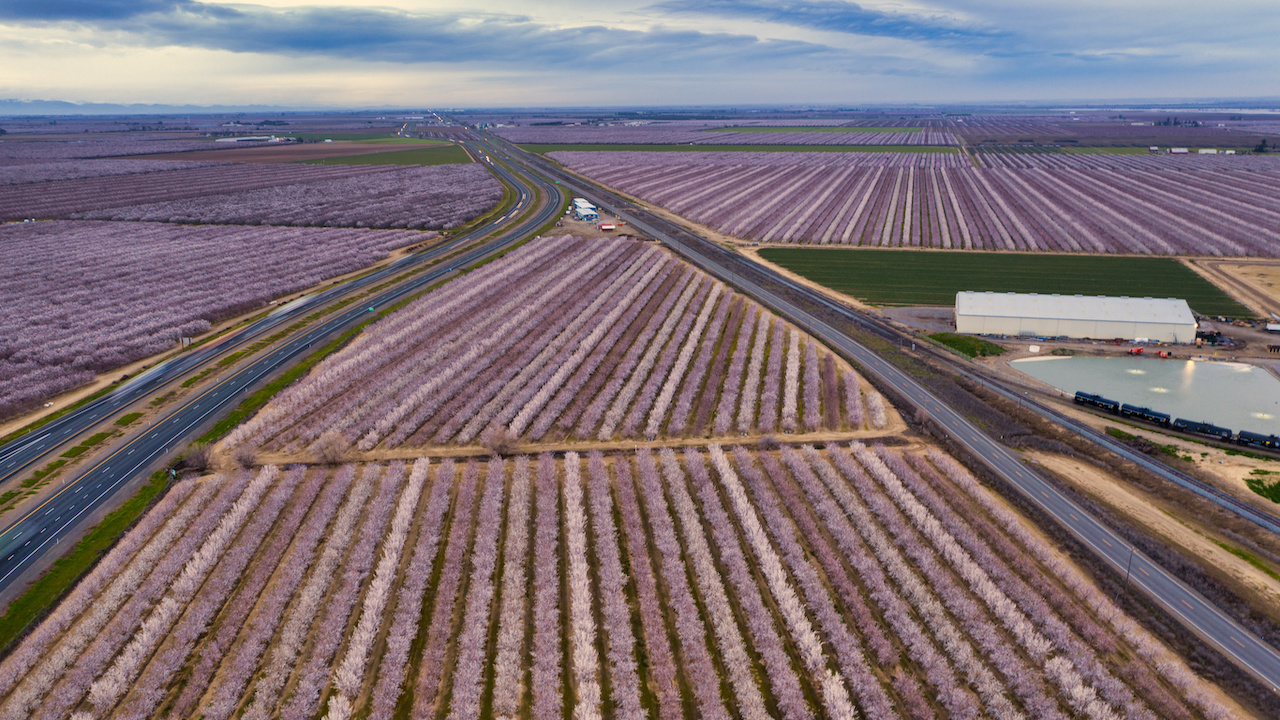Spray Timing for Almond Bloom Diseases with Brent Holtz