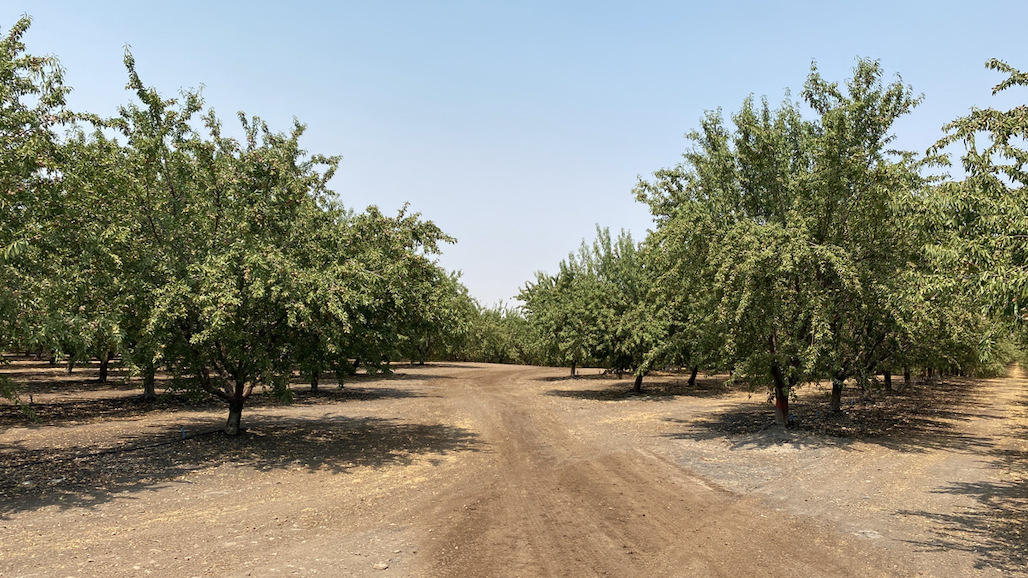 California Farmland Trust Protects 253 Acres of Almonds in East Merced County