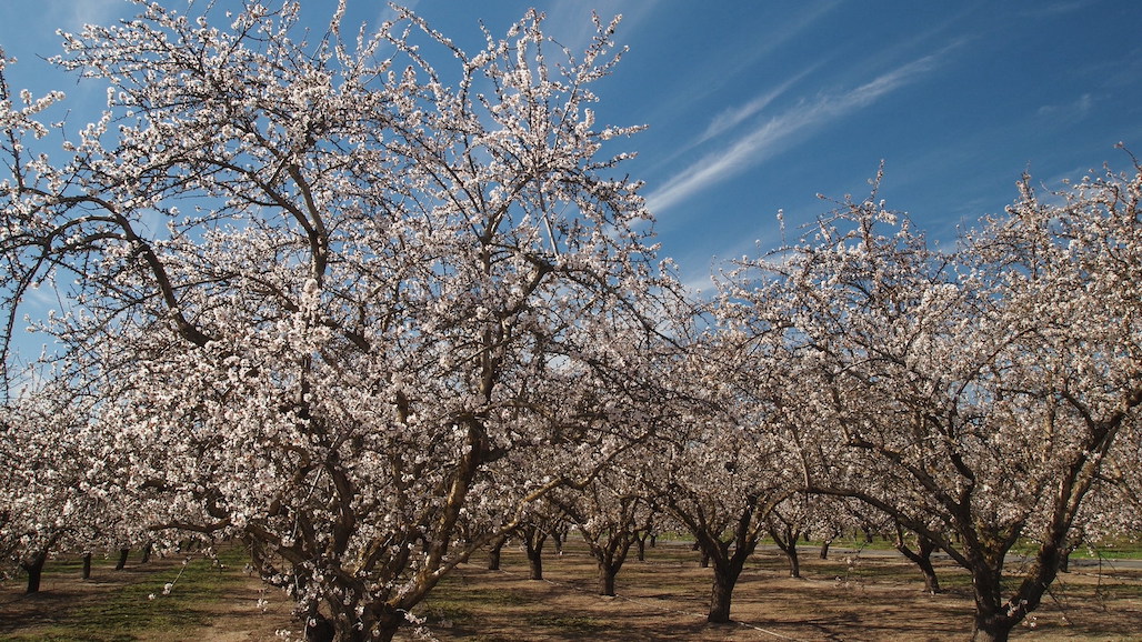 Almond Board of California Announces 2022 Elections