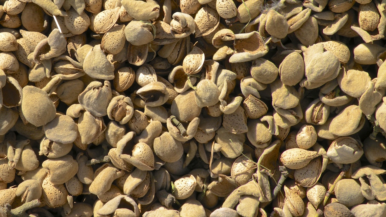 Getting California Almond Hulls into China’s Animal Feed Market