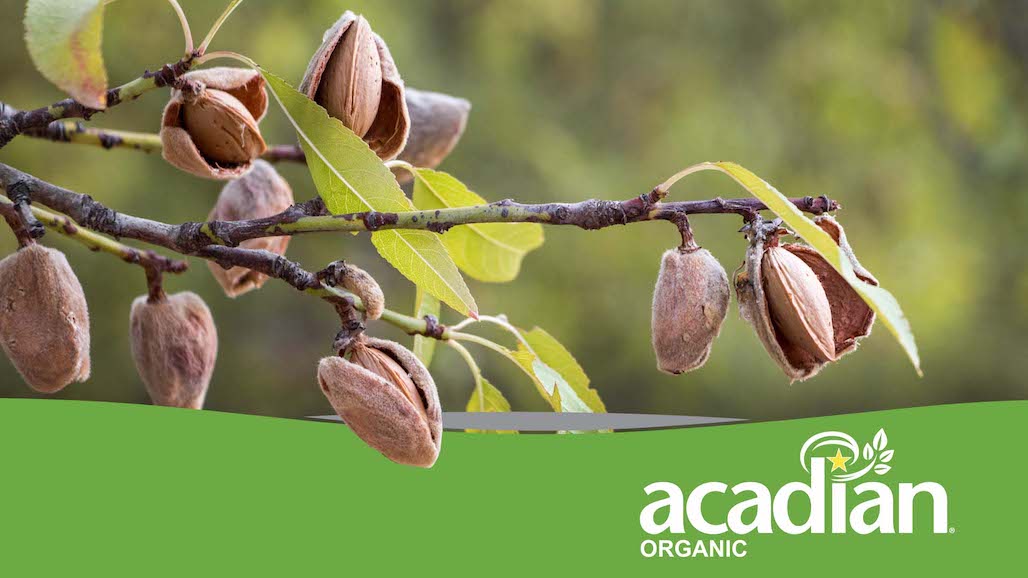 Set Up Your Almonds For Success
