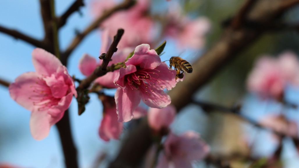 USDA Takes Action to Strengthen Pollinator Research Support