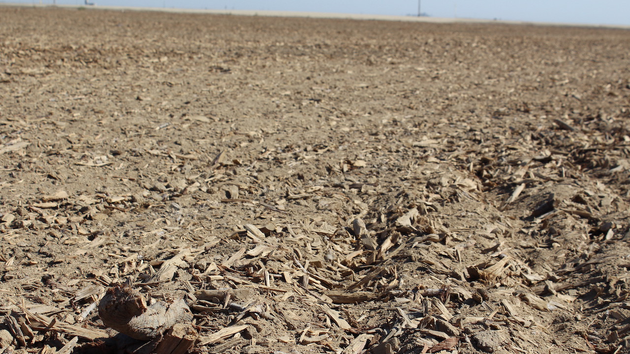 Almond Nitrogen Fertilizer Recommendations Following Whole Orchard Recycling