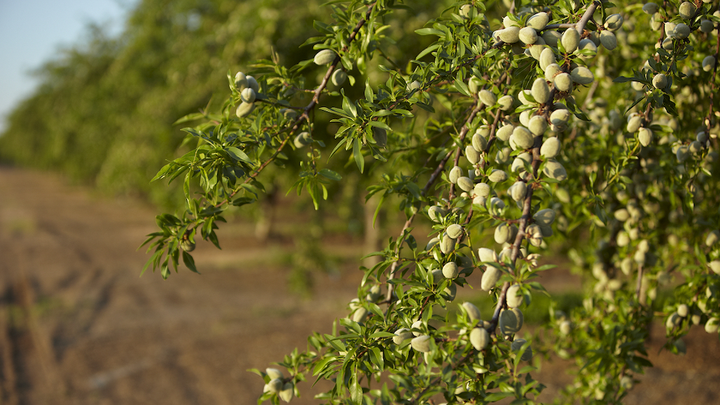 California Almond Subjective Forecast Estimates Smaller Crop