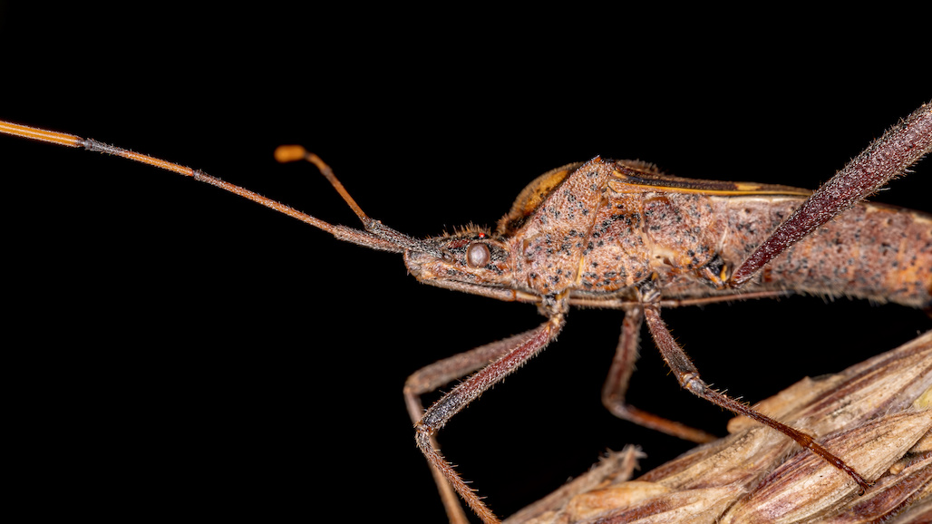 “Cautiously Optimistic” about Leaffooted Bug Lure & Trap