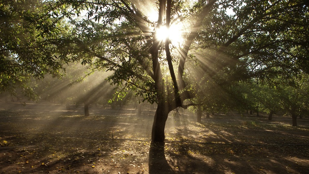 Almond Acreage Increases in 2022 but Pace of Growth Slows