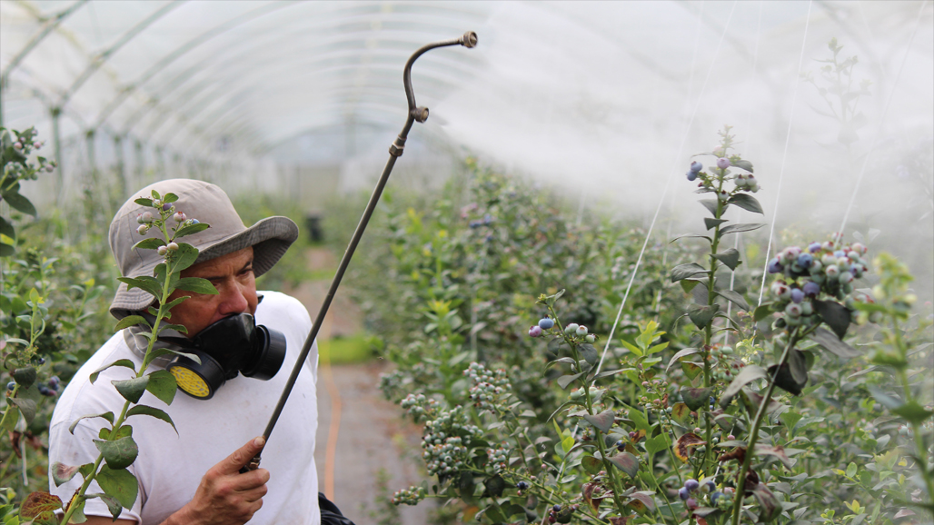 Reconsidering Our Use of Pesticides