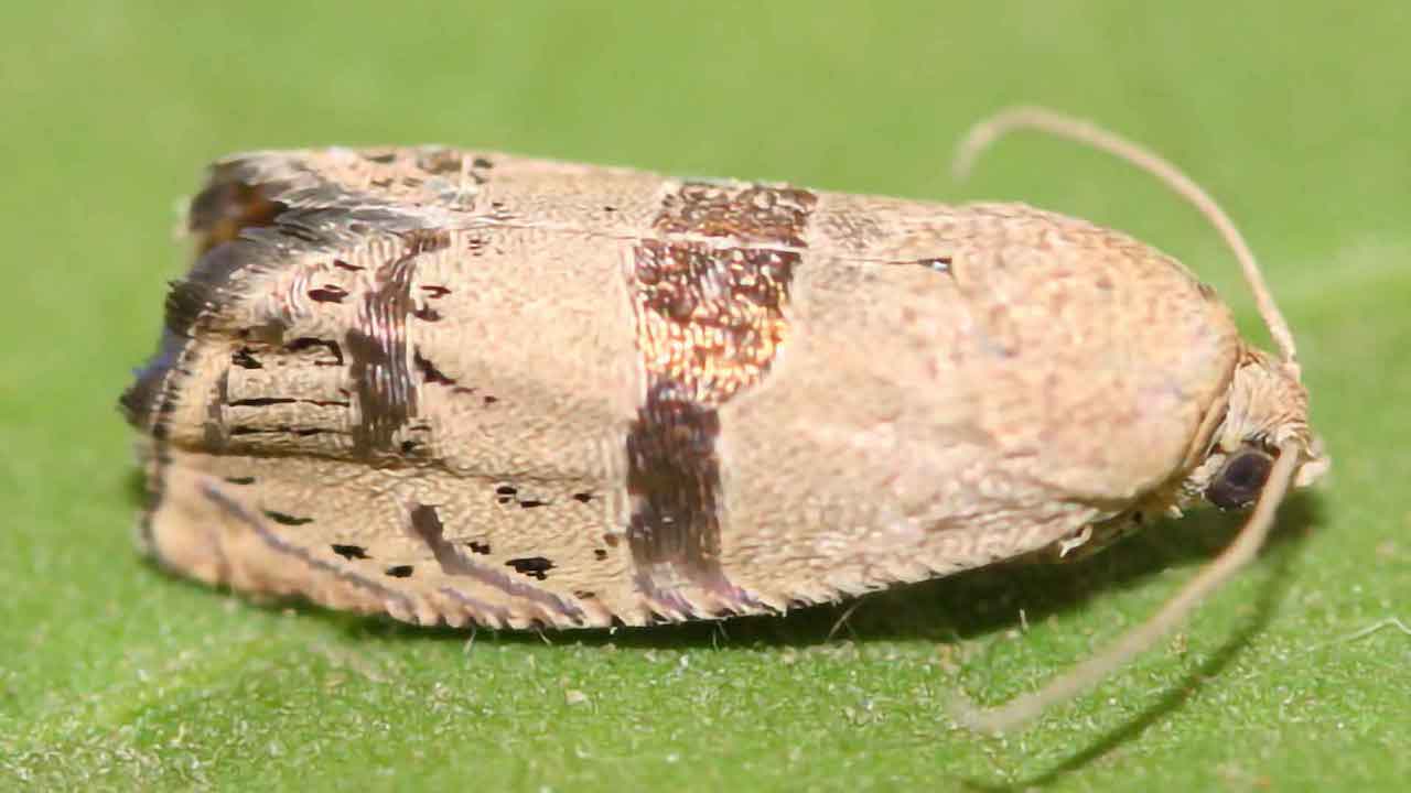 What Chemicals Attract Filbertworm to Hazelnuts
