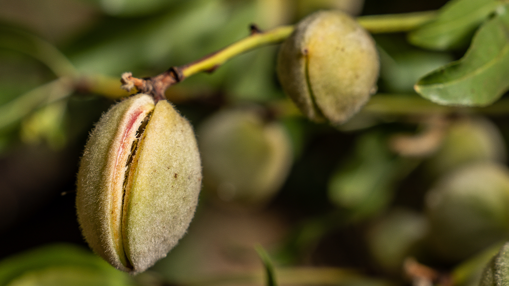 Top 5 Things to Consider at Almond Hullsplit
