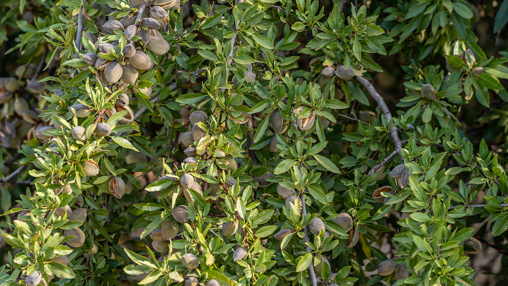 NASS Updates Almond Forecast, Smaller 2022 Crop