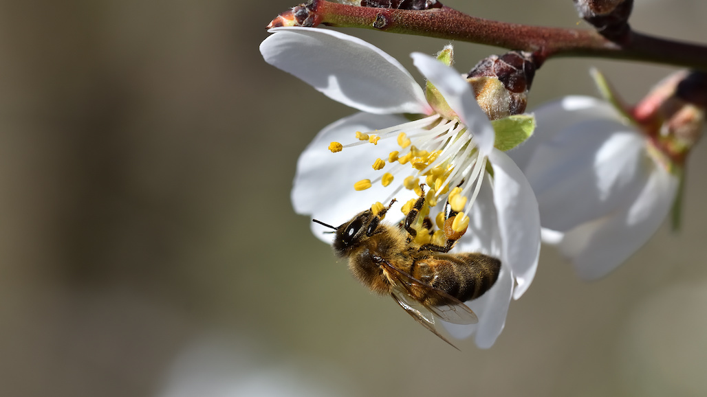 Fun Facts About Bees & Almonds