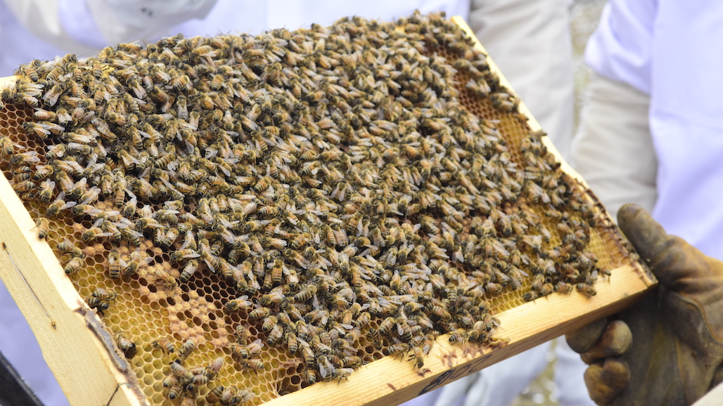 Winter Honey Bees Show Resistance to a Common Insecticide