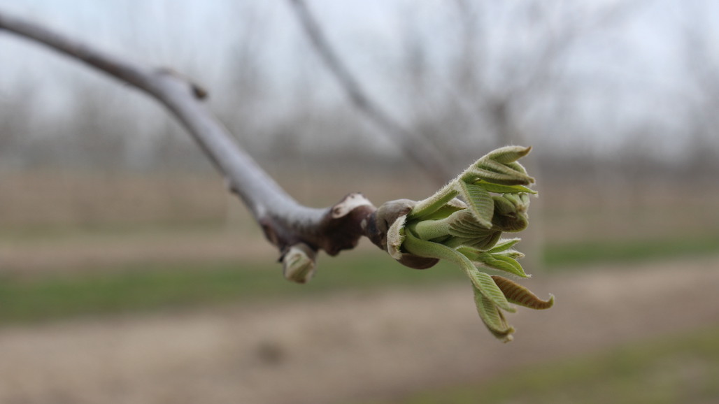 USDA California Walnut Nursery Sales Report Reveals Steady Decline