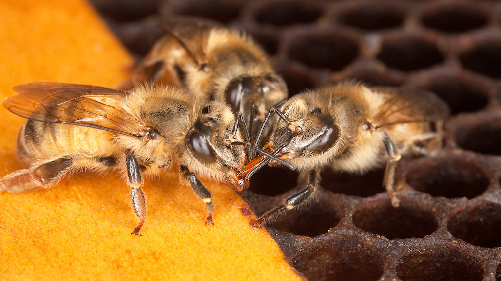 USDA’s Cost of Pollination Survey Going Out to California Growers