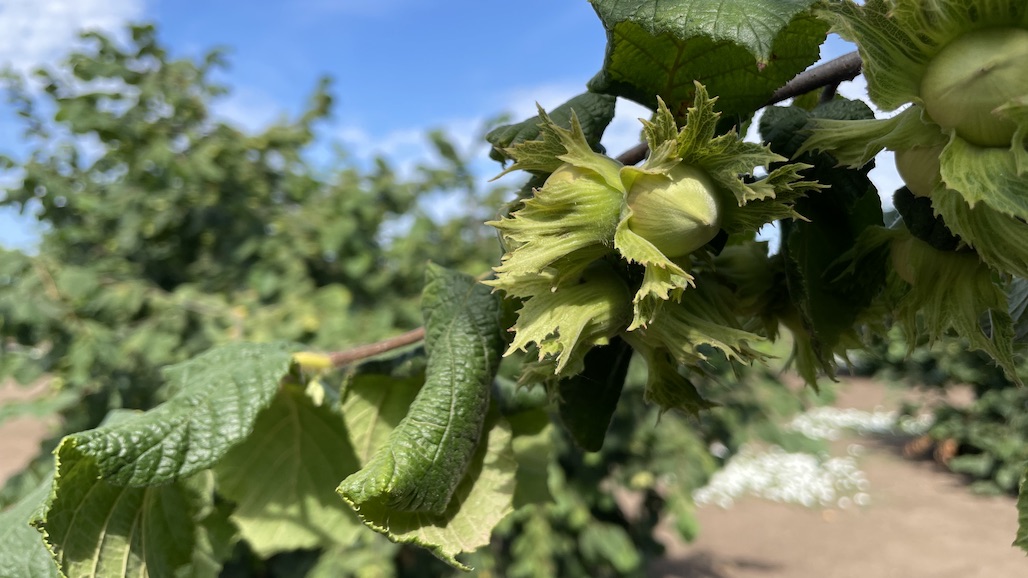 Attention Oregon Hazelnut Growers: 2022 Ag Census Now Underway
