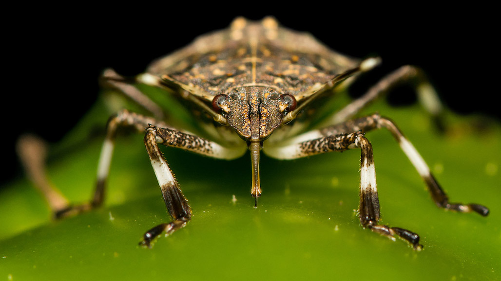 Invasive Stink Bug Habitat Could Expand with Climate Change