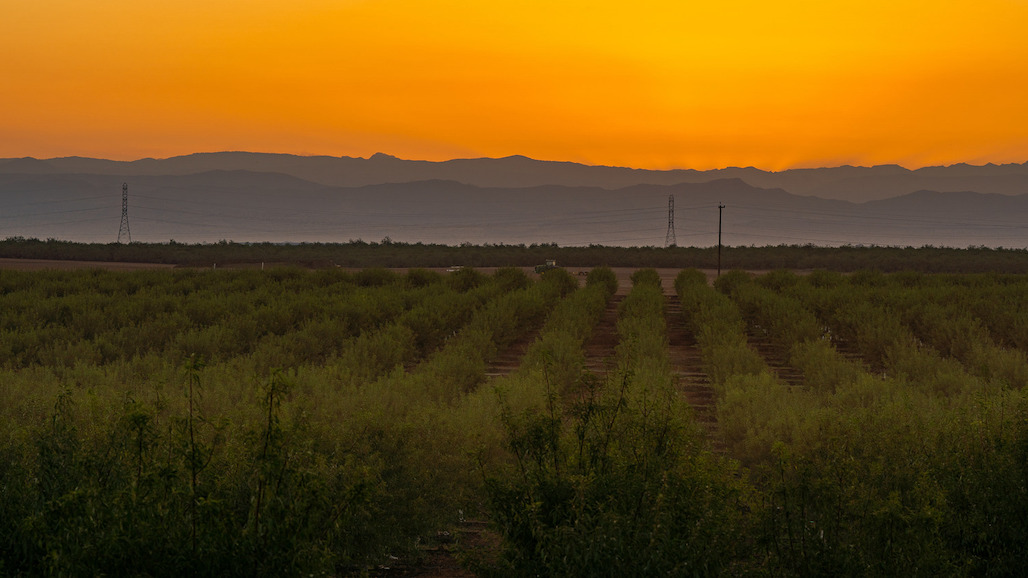 CA Almond Acreage Drops for the First Time in Decades