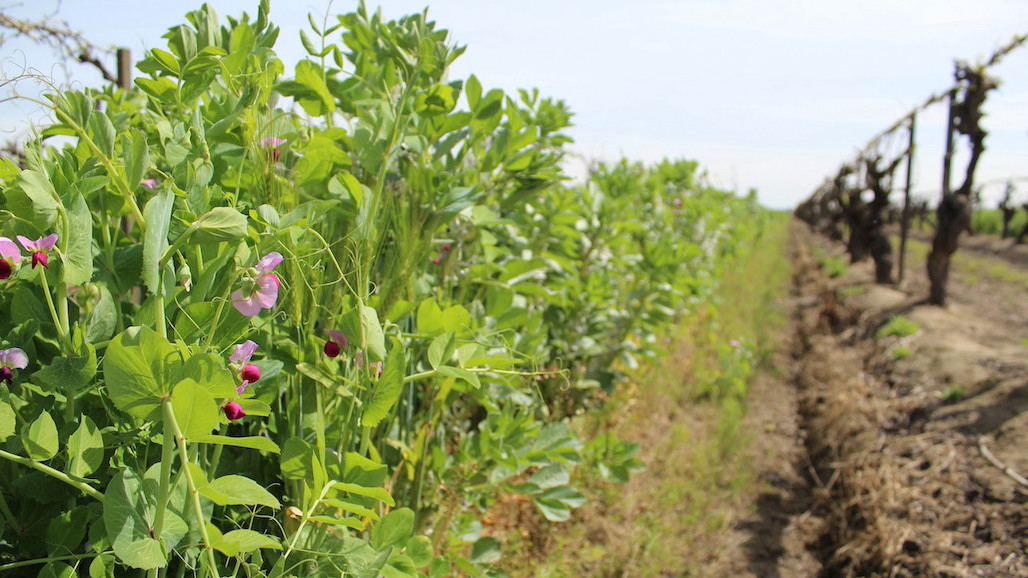 Growers Invited to See Benefits of Cover Crops in Orchards, Vineyards