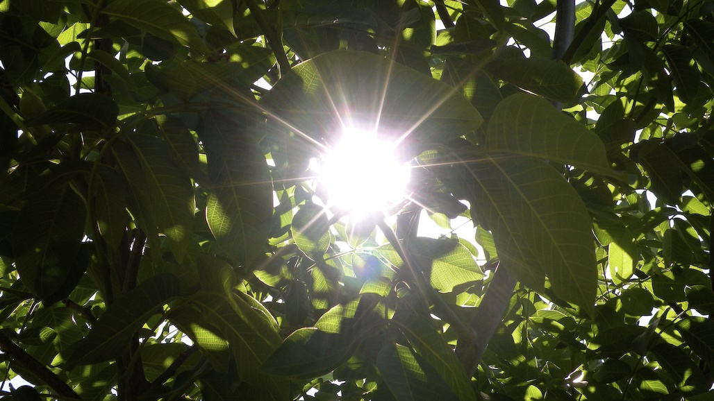 Shaping the Future of California Walnuts Starts Now