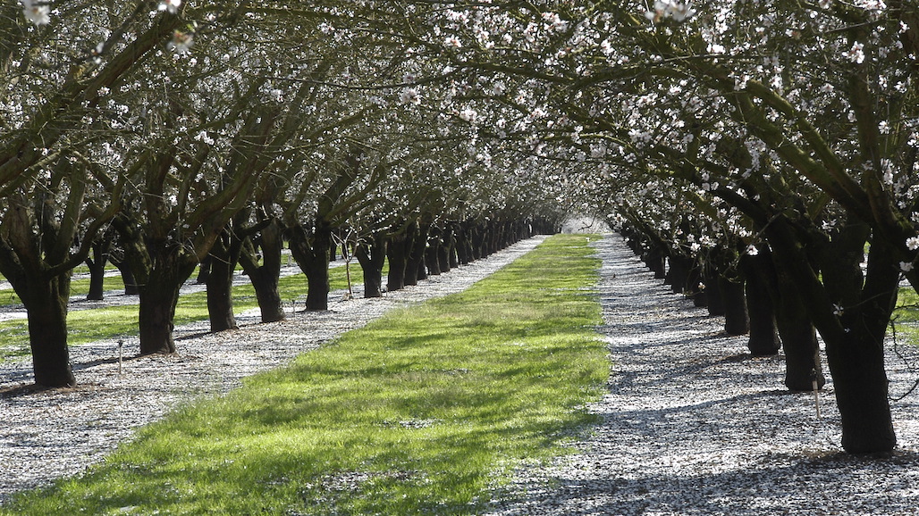 Almond Board of California Announces 2023 Elections