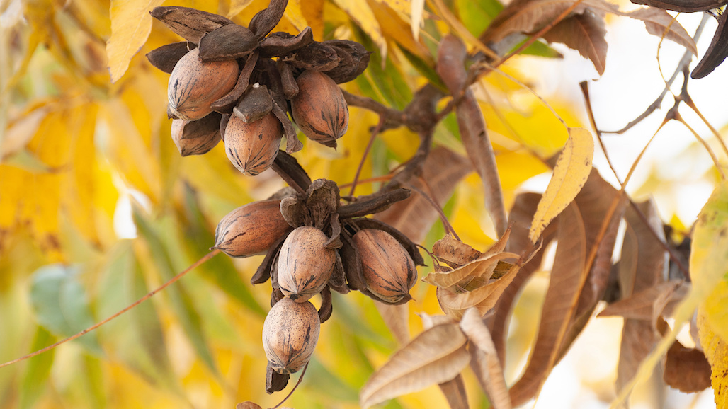 USDA Seeks Nominees for American Pecan Promotion Board