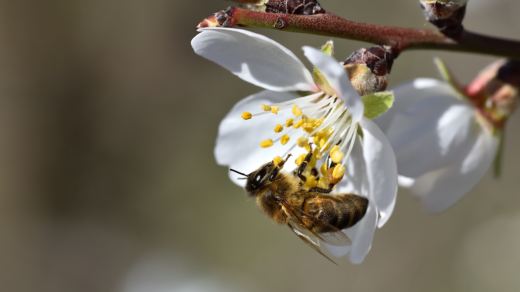 Growing Matters Launches Fifth Annual BeSure! Stewardship Campaign to Help Protect Pollinators During Planting Season