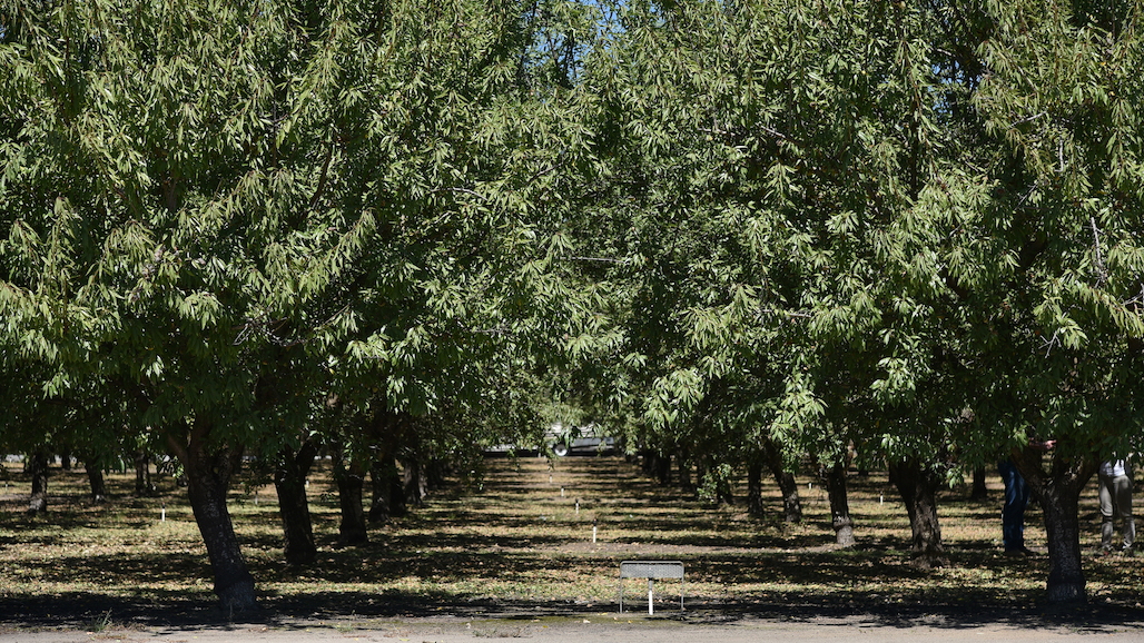 Almond Board of CA 2023 Elections Have Begun