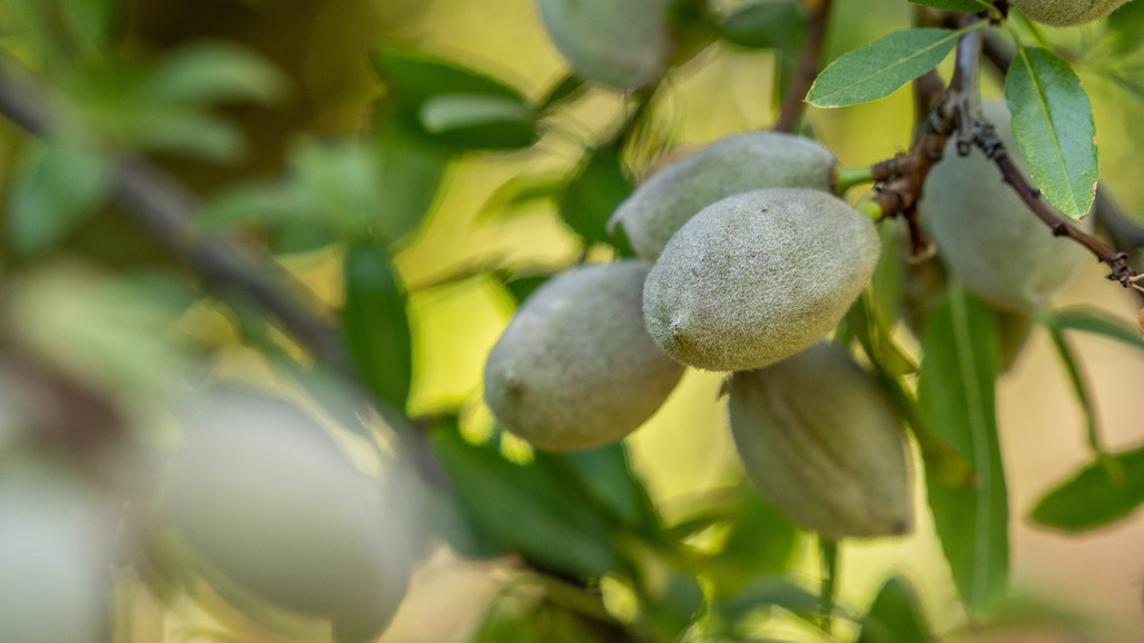 Almond Board Retains Search Firm to Aid 2023 CEO Transition
