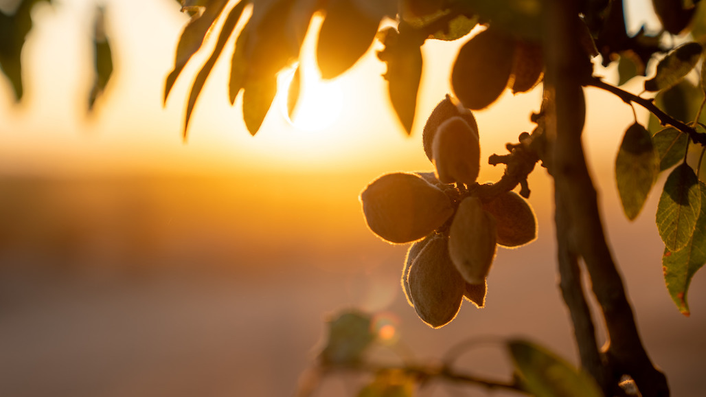 USDA Forecasts Lowest CA Almond Crop Per Acre Since 2005