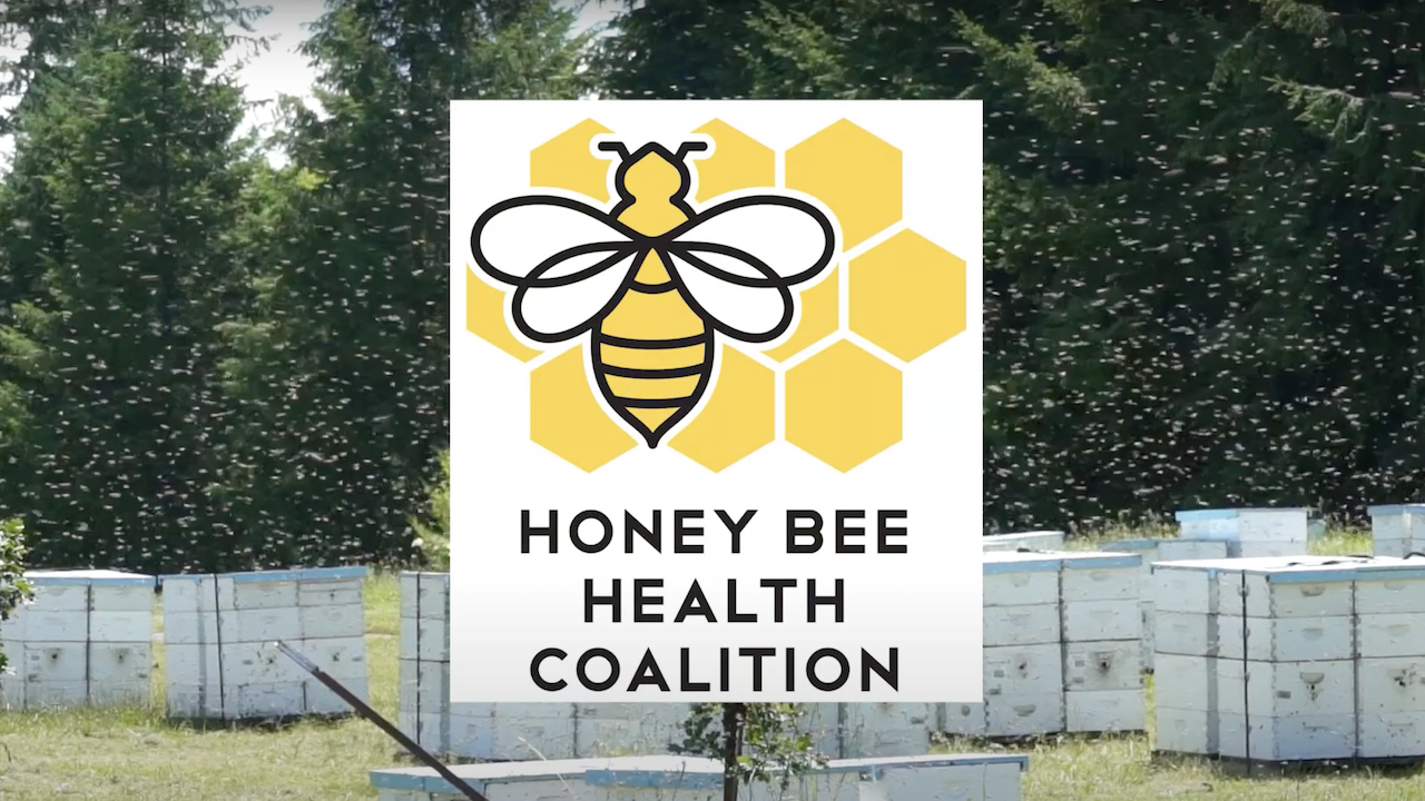 Honey Bee Health Coalition Releases Spanish-language Editions of Two Popular Varroa Management Guides