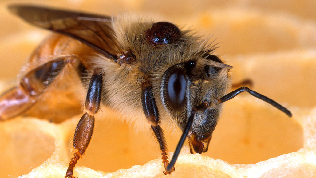Varroa Mites and Deformed Wing Virus Make Honeybees More Susceptible to Insecticides