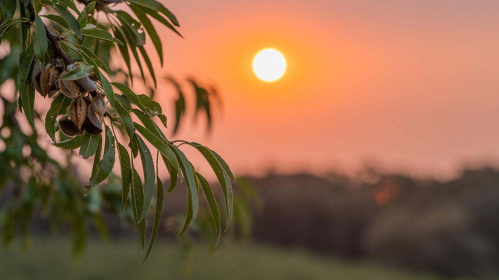 USDA Final Forecast Projects Slightly Larger 2023 Almond Crop