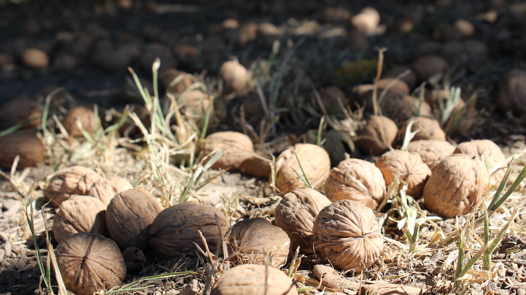 Walnut Production & Consumption in Ukraine Falling