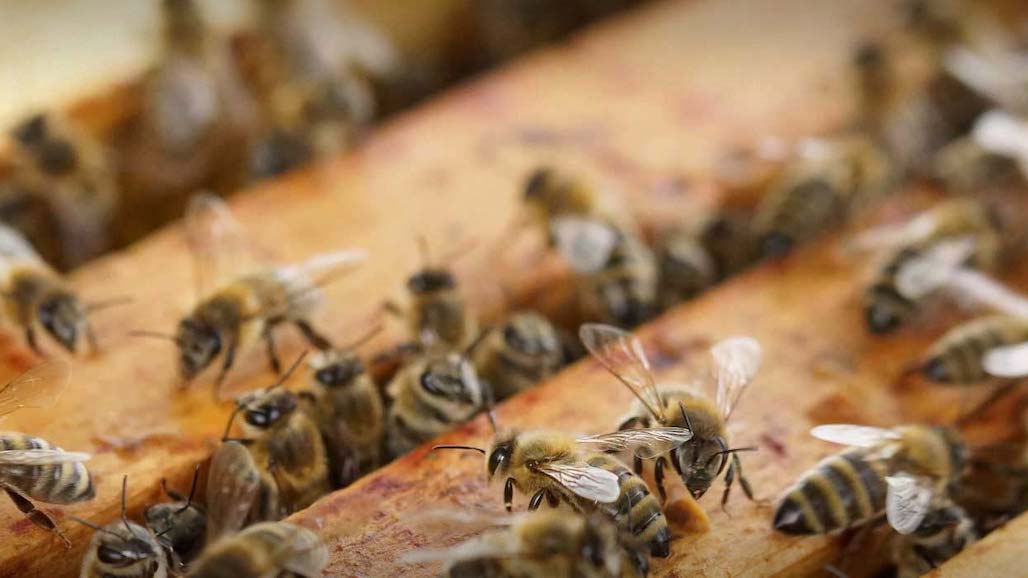 Honey Bee Colonies Down 7 Percent for Operations with Five or More Colonies