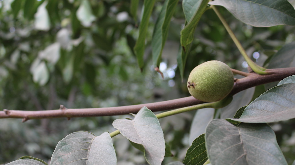 Growers Optimistic about Pre-Season 2023 California Walnut Outlook