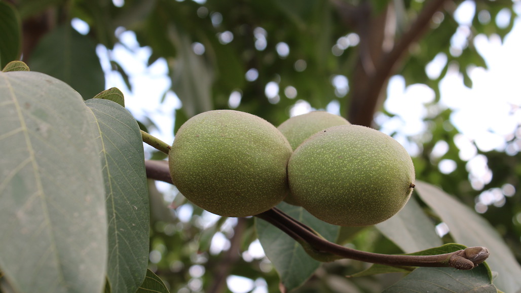 2023 California Walnut Industry Crop Estimate Released