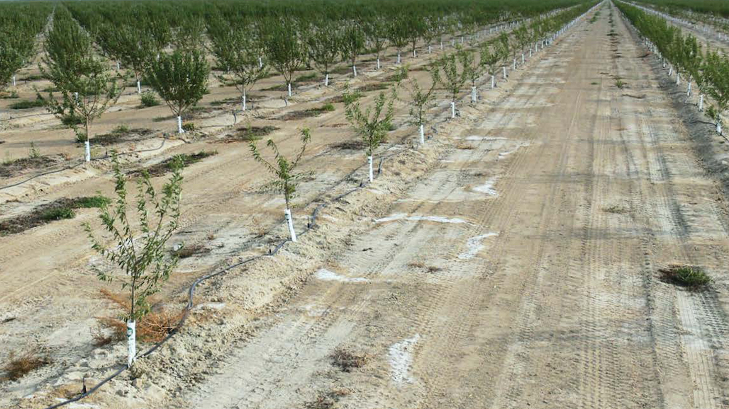 Managing Salty Soils and Water