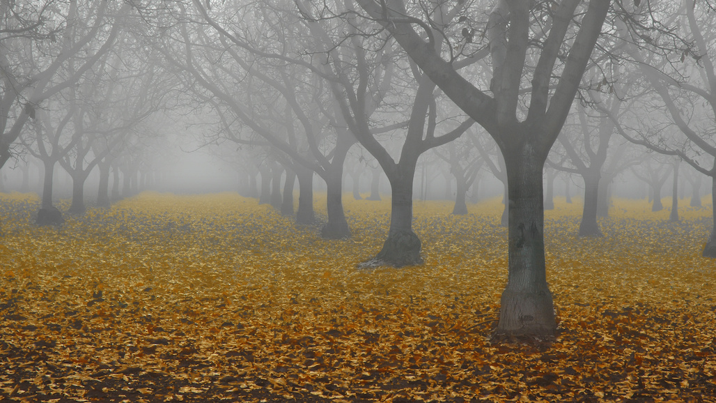 Minimize Potential Sudden Autumn Freeze Damage in Walnut
