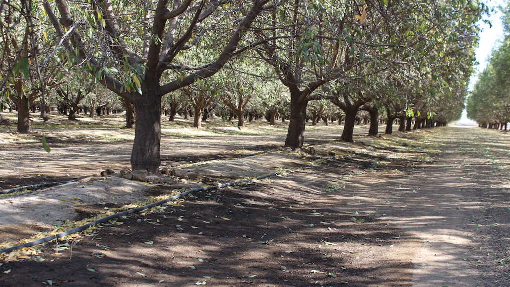 Post-Harvest Almond Orchard Considerations